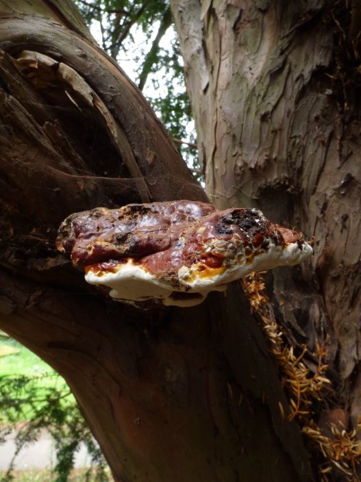 Mature fruit body on yew in Finchley, London.